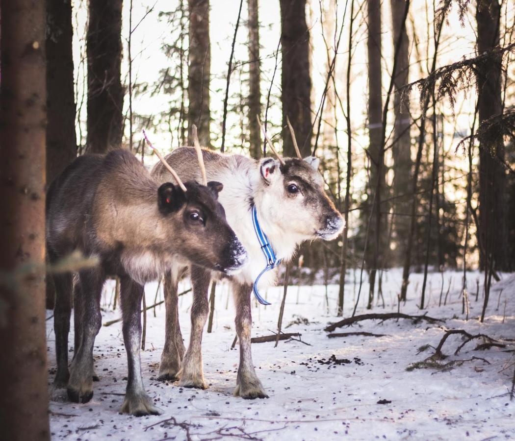 Beautiful Rural Experience With Reindeer Villa Tervola Ngoại thất bức ảnh