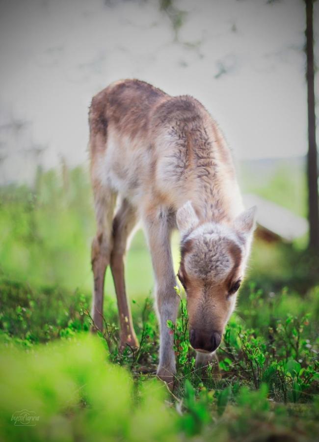 Beautiful Rural Experience With Reindeer Villa Tervola Ngoại thất bức ảnh